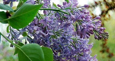 欧丁香花语是什么意思？欧丁香花代表什么？