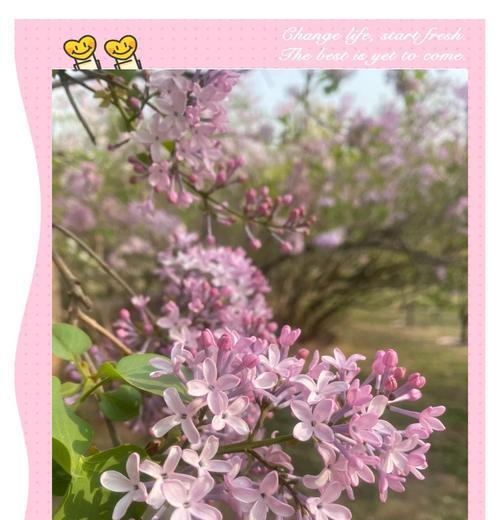 欧丁香花语是什么意思？欧丁香花代表什么？
