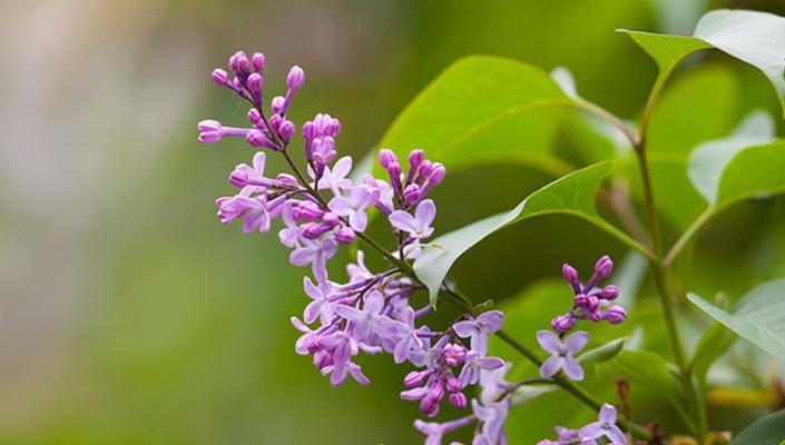 欧丁香花语是什么意思？欧丁香花代表什么？