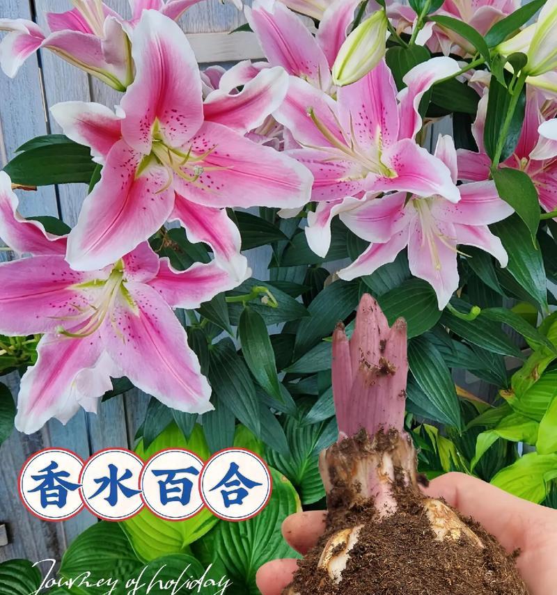 百合华花语有哪些含义？百合华花象征着什么？