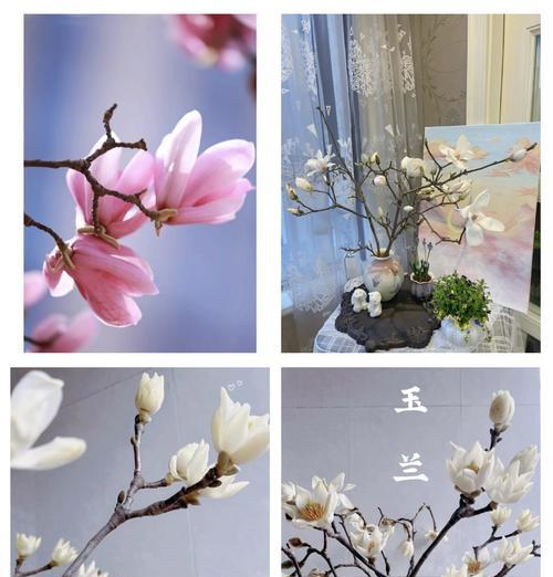 黑玉兰花语是什么？黑玉兰花代表什么意义？
