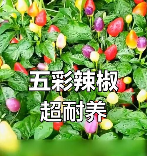 五彩椒花语是什么意思？五彩椒花象征着什么？