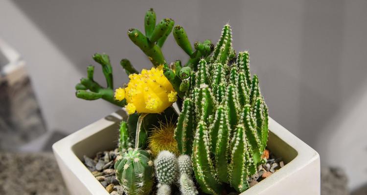五彩椒花语是什么意思？五彩椒花象征着什么？