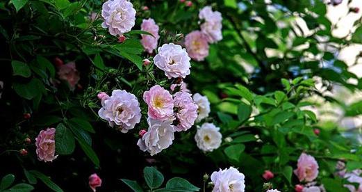 7朵花花语是什么意思？7朵花代表什么？