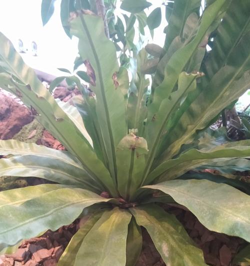 蕨鸡草花语是什么？如何表达爱意？