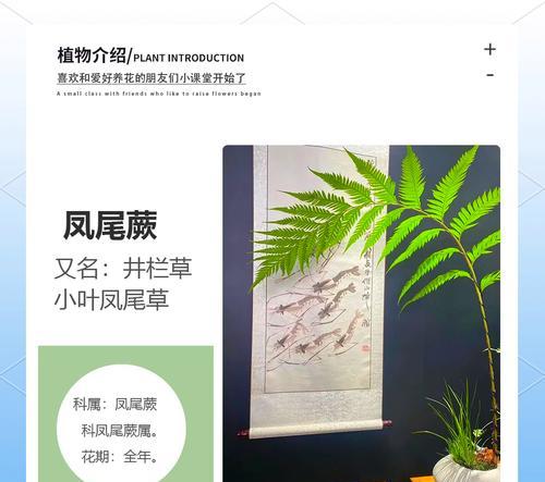 蕨鸡草花语是什么？如何表达爱意？