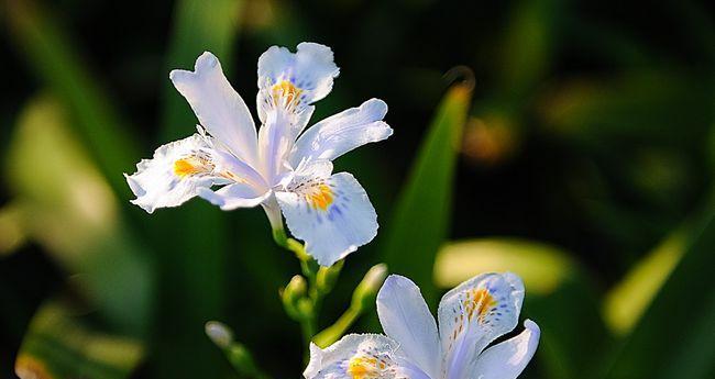 刺球花花语代表什么？如何用它来表达？