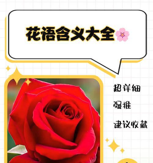 菖兰花语有何含义？如何用它来表达爱意？