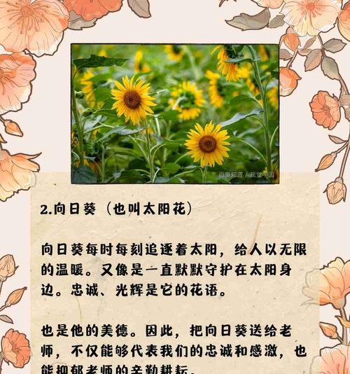 紫颂花花语代表什么？如何用它来表达？