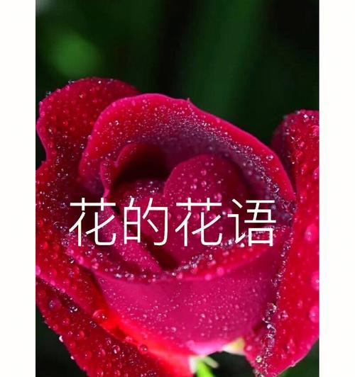 紫颂花花语代表什么？如何用它来表达？
