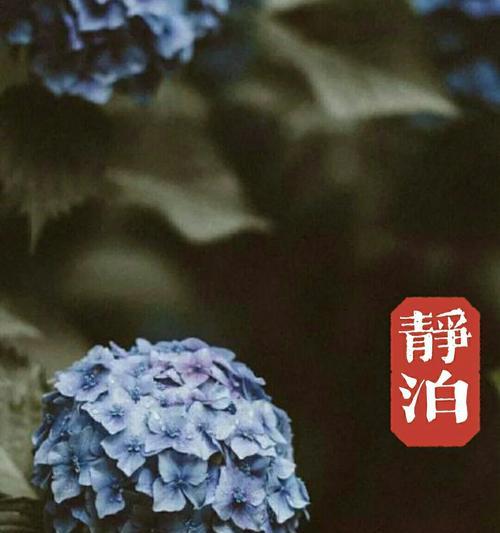 葵蓟的花语是什么？如何用它来表达爱意？