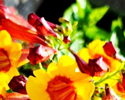 钩钟花花语有何含义？如何用它来表达？