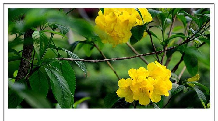 钩钟花花语有何含义？如何用它来表达？