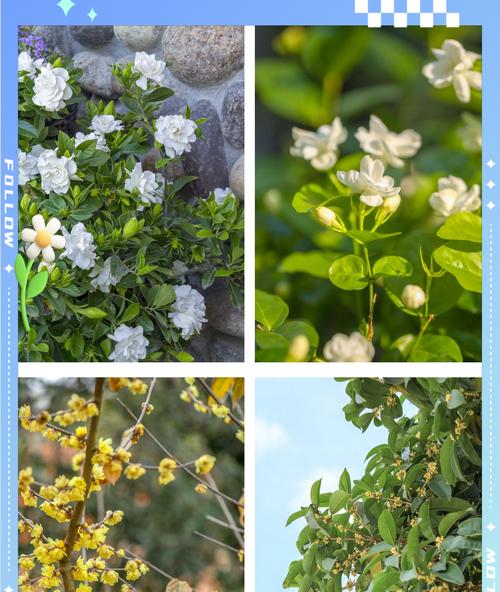 钩钟花花语有何含义？如何用它来表达？