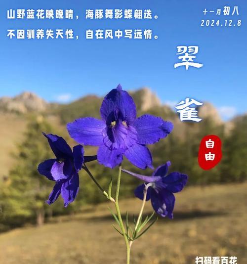 翠雀的花语是什么？如何用它来表达情感？