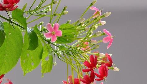 花语健康平安代表什么？