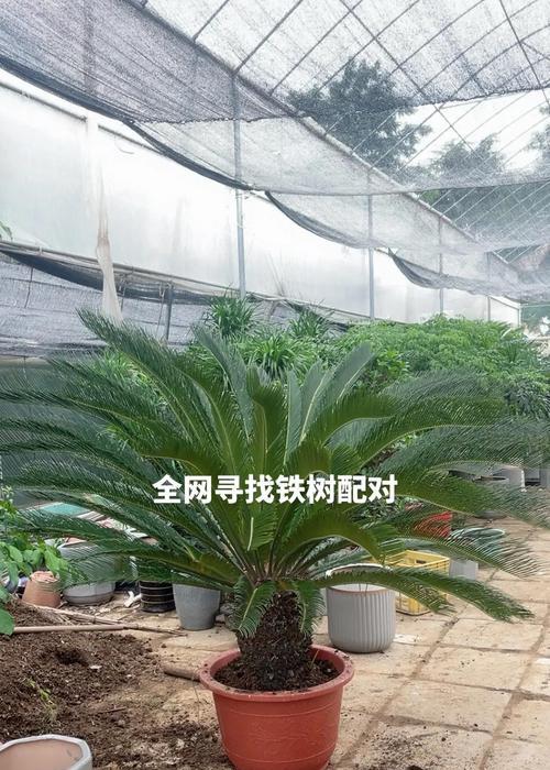 送铁树的花语和寓意是什么？