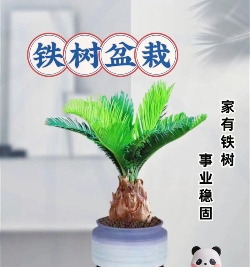 送铁树的花语和寓意是什么？