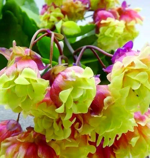 长寿宫灯的花语和寓意是什么？