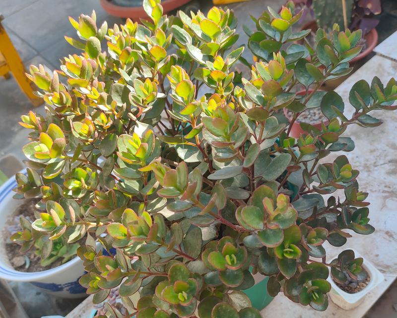 长寿宫灯的花语和寓意是什么？