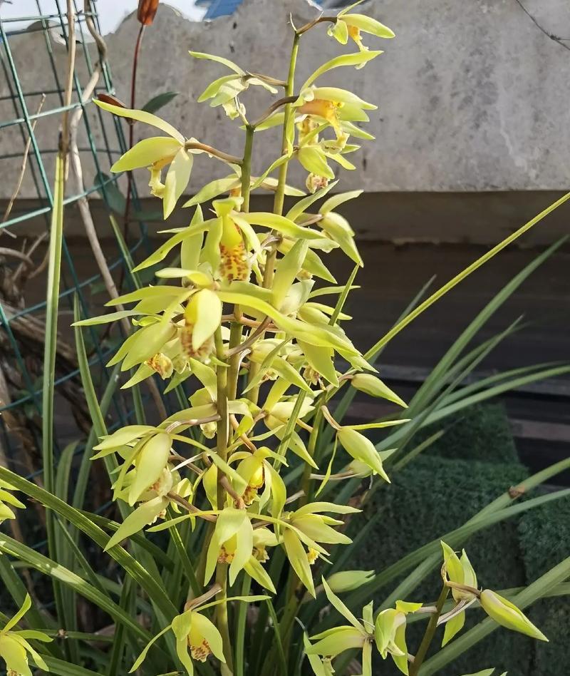 兰草花的花语和寓意是什么？