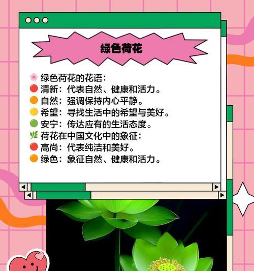 荷花莲花的花语和寓意是什么？