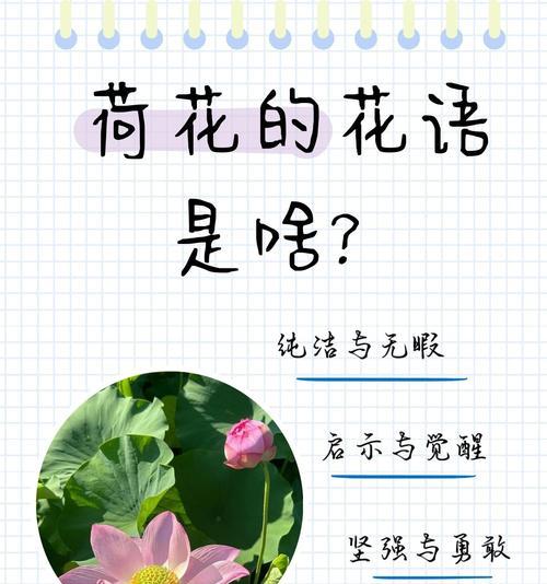 荷花莲花的花语和寓意是什么？