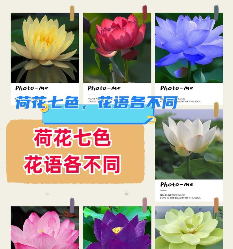 荷花莲花的花语和寓意是什么？