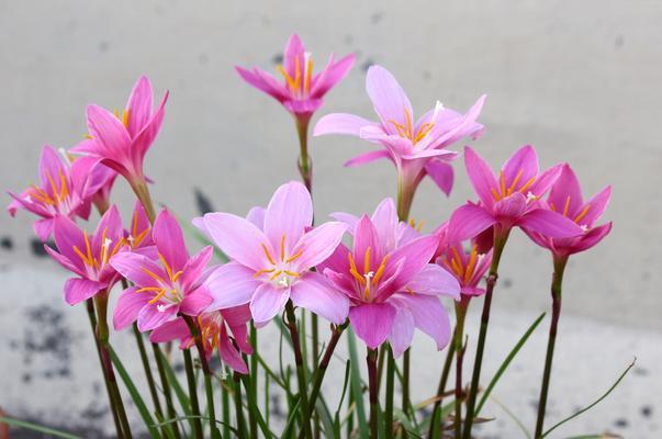 换U兰的花语和寓意是什么？