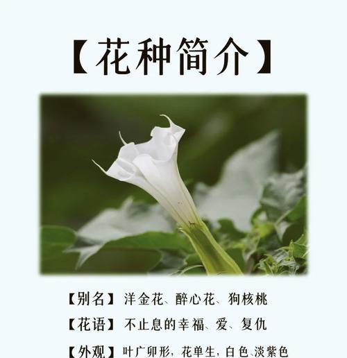 花语是傻的花代表什么？