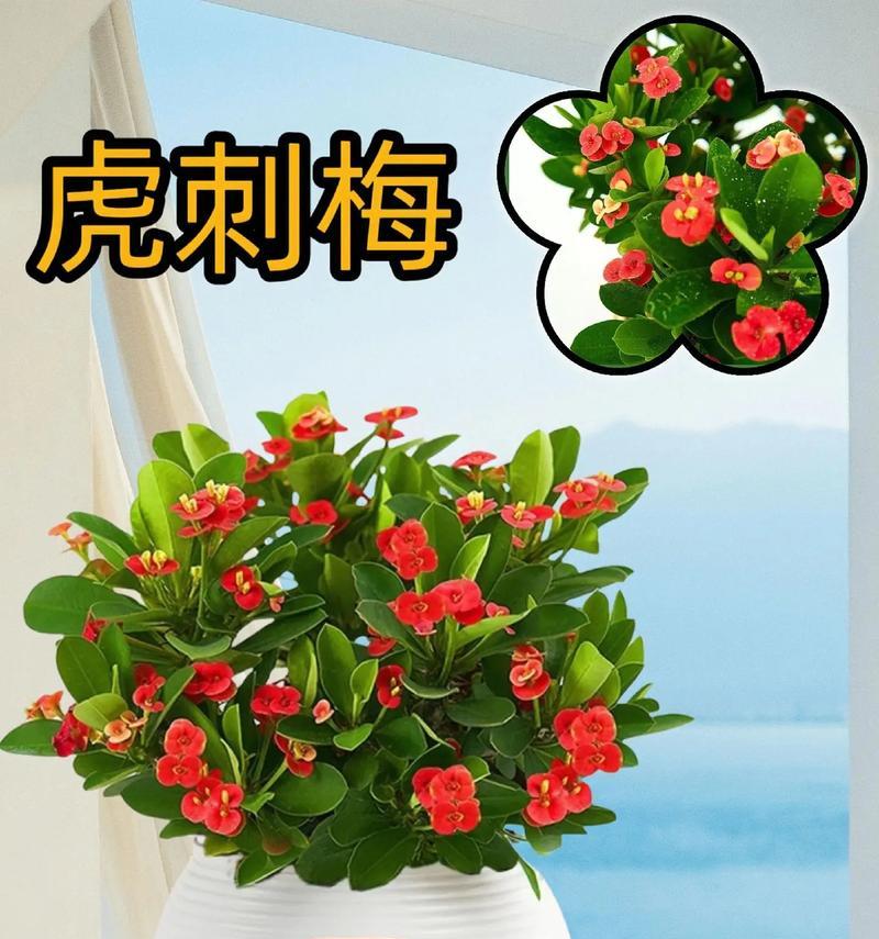 白刺梅的花语和寓意是什么？