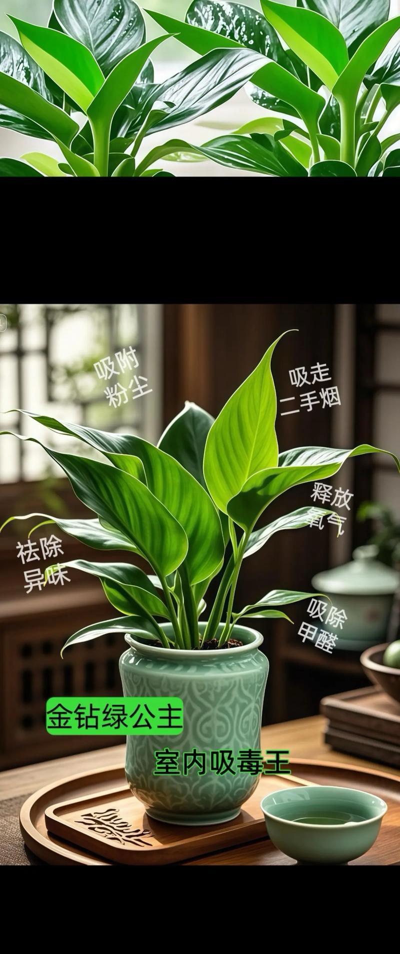 大叶金钻的花语和寓意是什么？
