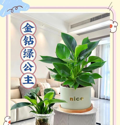 大叶金钻的花语和寓意是什么？