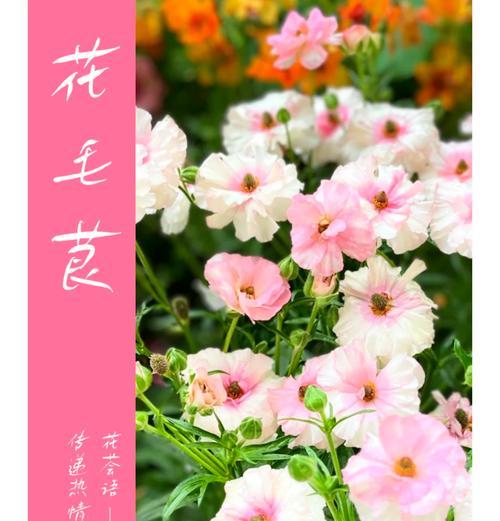 勤业牡丹的花语和寓意是什么？