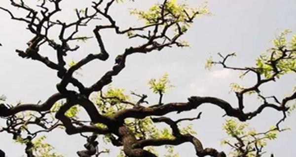 野扇花的花语和寓意是什么？
