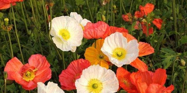 野扇花的花语和寓意是什么？
