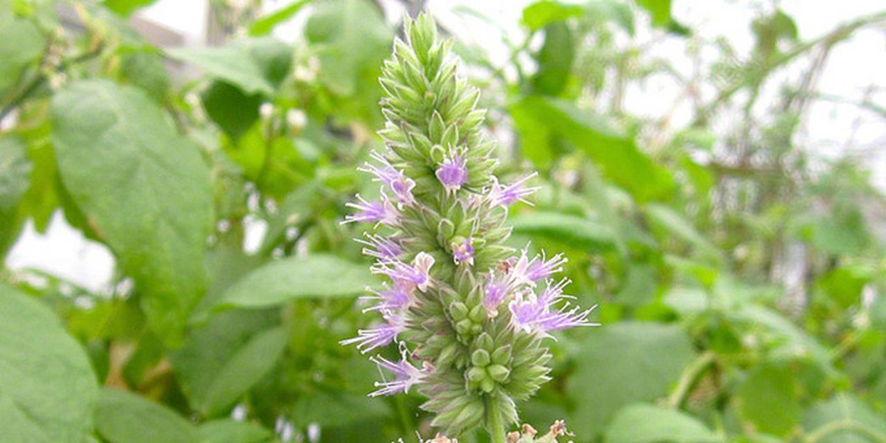 藿香花的花语有哪些？藿香花代表什么意义？