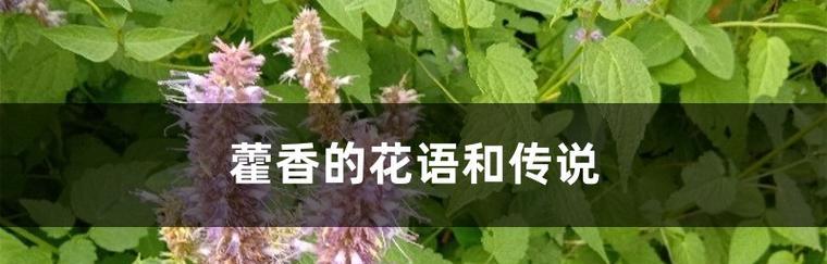 藿香花的花语有哪些？藿香花代表什么意义？