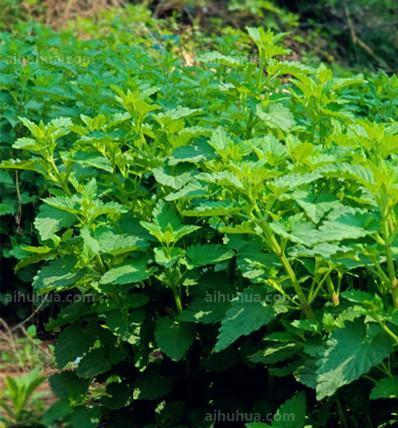 藿香花的花语有哪些？藿香花代表什么意义？