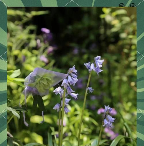 篮铃花花语代表什么？篮铃花的寓意有哪些？