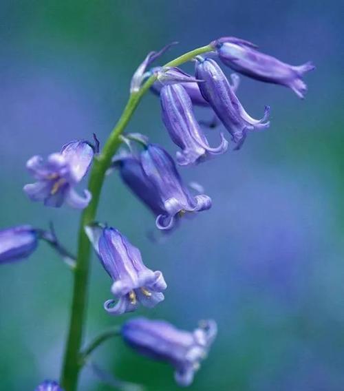 篮铃花花语代表什么？篮铃花的寓意有哪些？