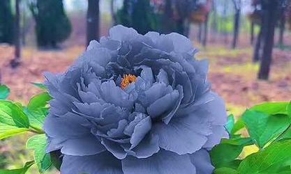 黑牧丹花语有哪些？黑牧丹象征着什么？