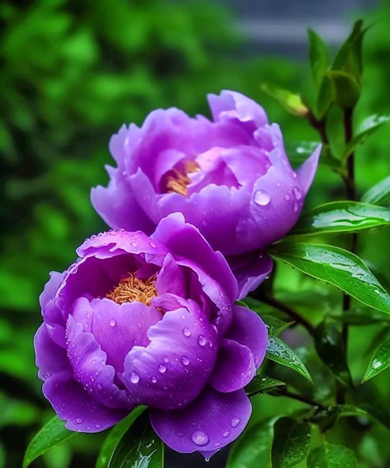 黑牧丹花语有哪些？黑牧丹象征着什么？
