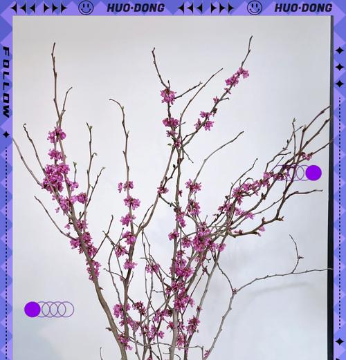 夫郎花花语有何含义？夫郎花象征着什么？