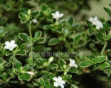 夫郎花花语有何含义？夫郎花象征着什么？