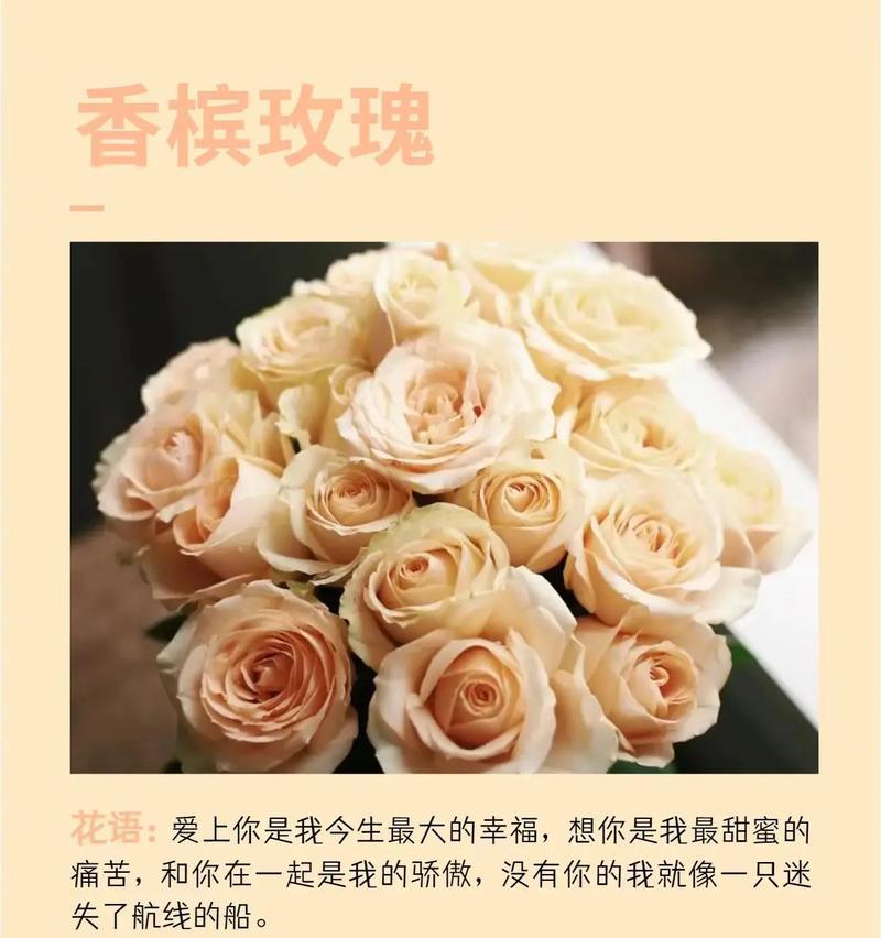 洼瓣花花语是什么？洼瓣花的寓意有哪些？