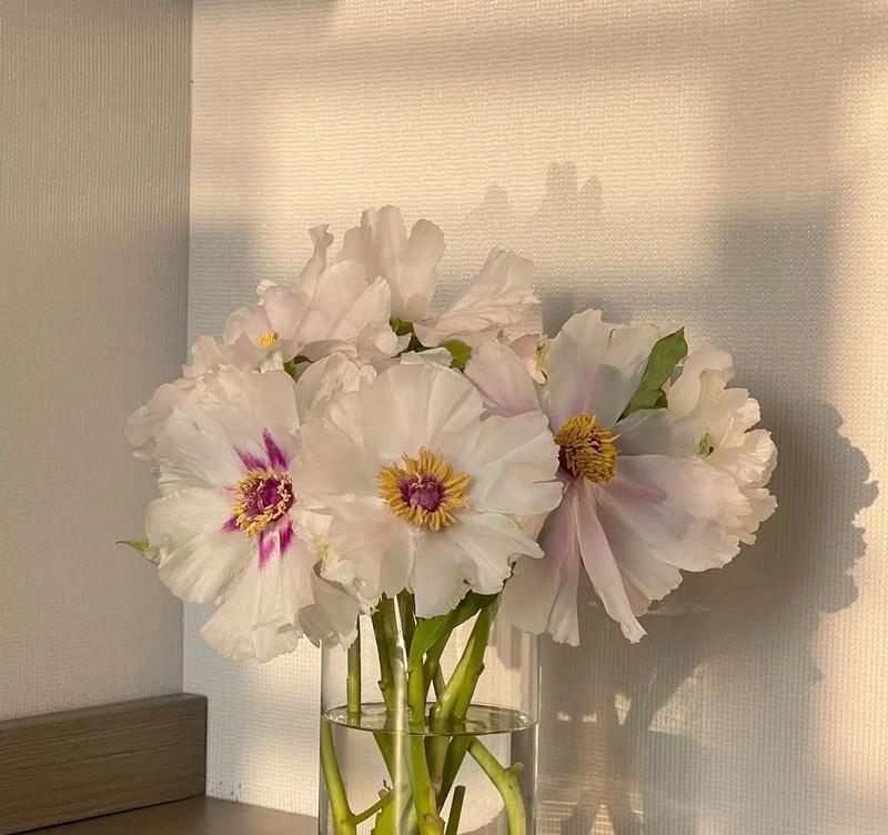 洼瓣花花语是什么？洼瓣花的寓意有哪些？