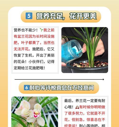 官兰花花语代表什么？官兰花的象征意义是什么？