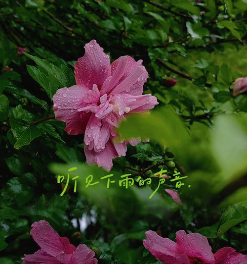 与木槿花语是什么意思？与木槿花的寓意是什么？