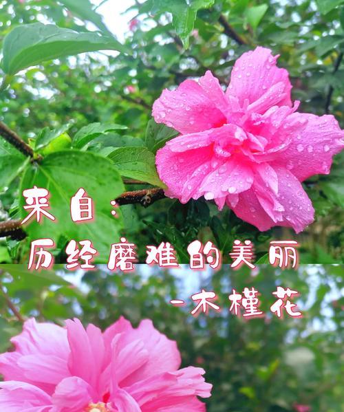 与木槿花语是什么意思？与木槿花的寓意是什么？